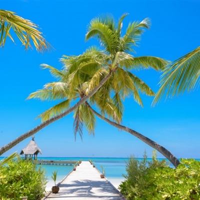 大发国际下载手机版